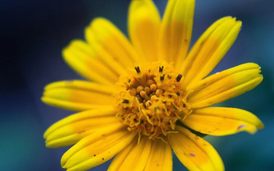 arnica