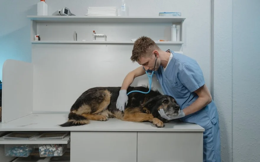 medico veterinario con cane con artrosi
