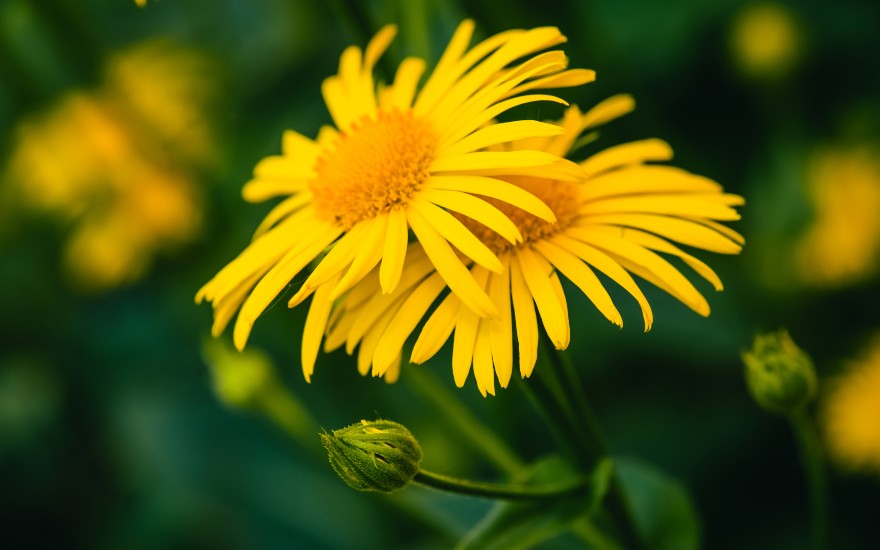 arnica fiore
