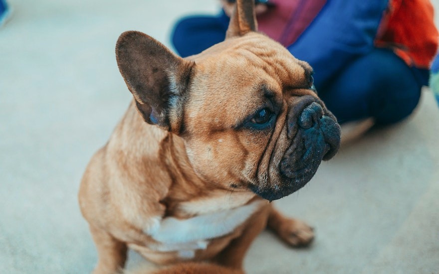 cane bulldog con naso secco rimedi