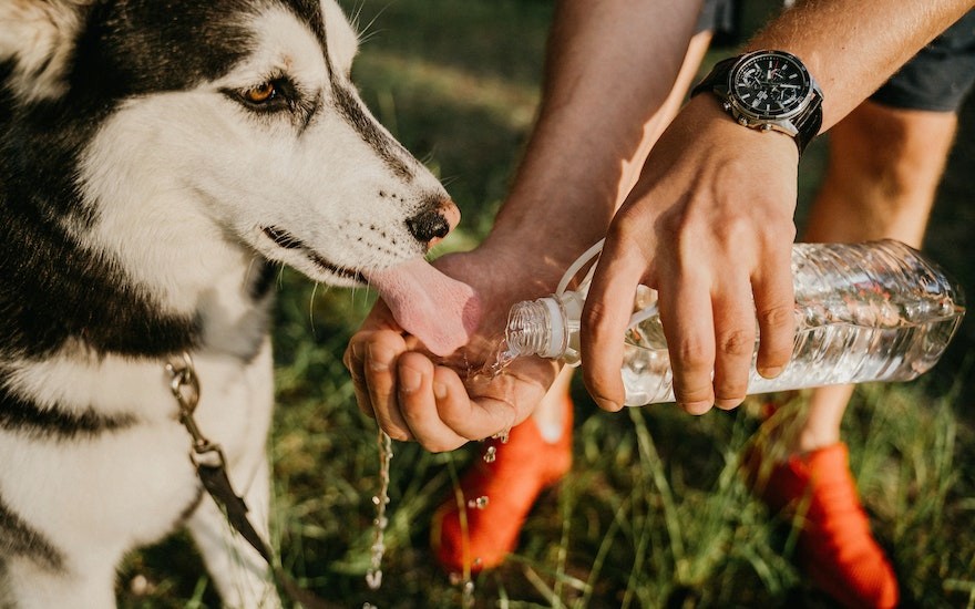 cane naso disidratato beve acqua