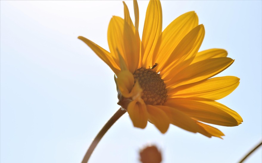 arnica pianta