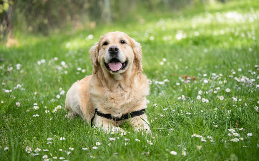 labrador predisposto alla displasia delle articolazioni