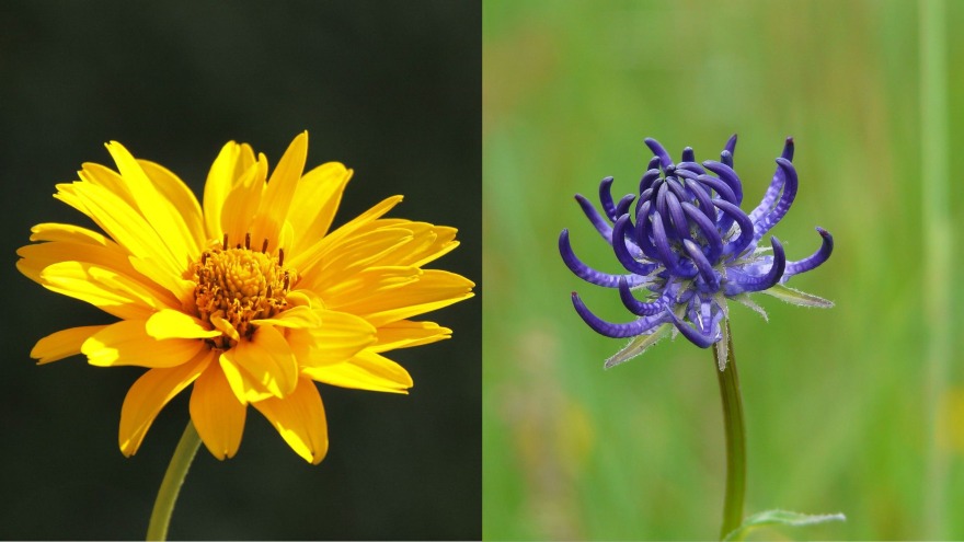 meglio arnica o artiglio del diavolo