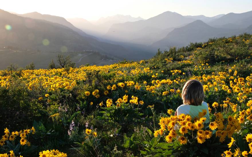 campo di arnica e donna in gravidanza