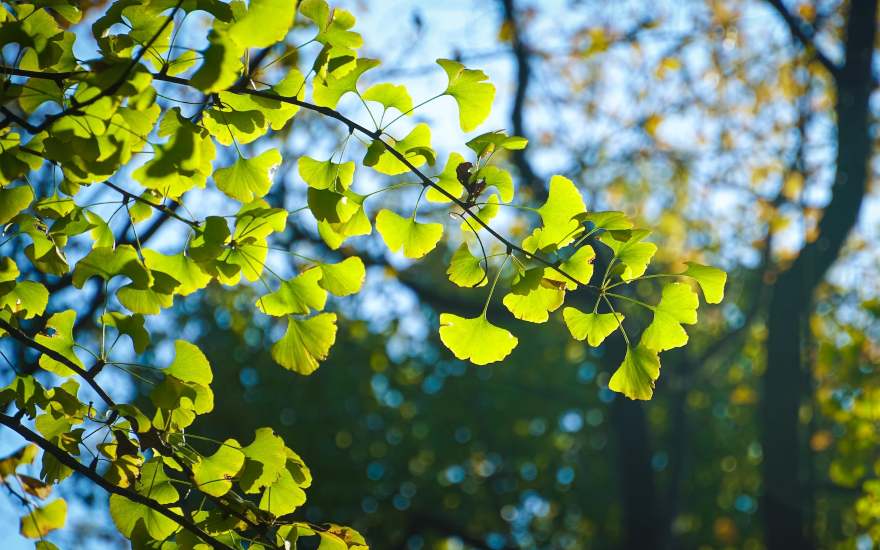 ginkgo biloba negli integratori per studiare meglio