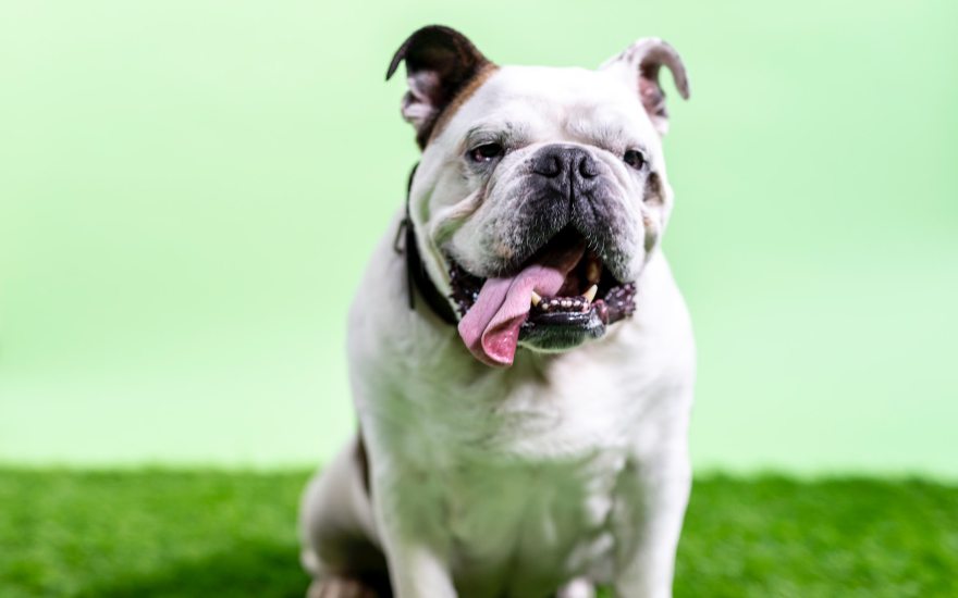sindrome brachicefalica cane