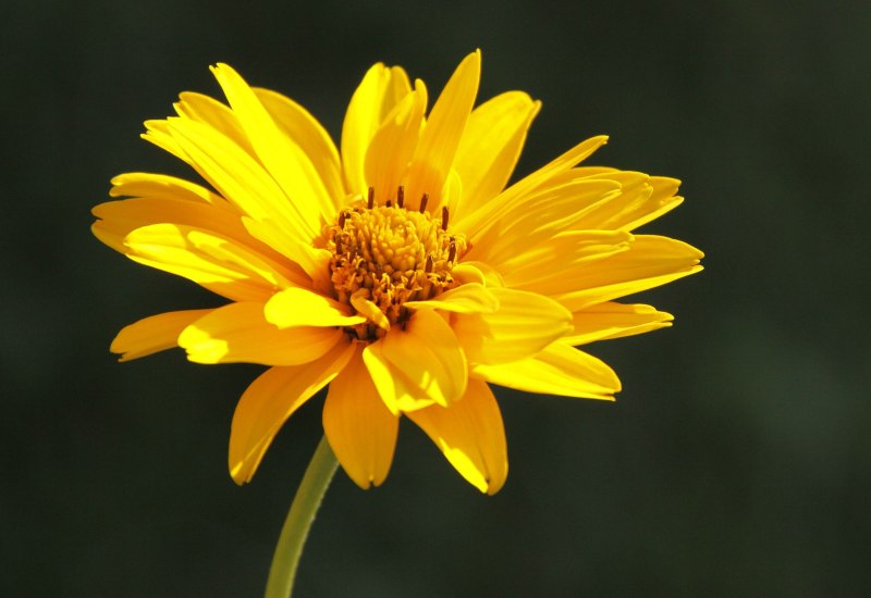 arnica a cosa serve