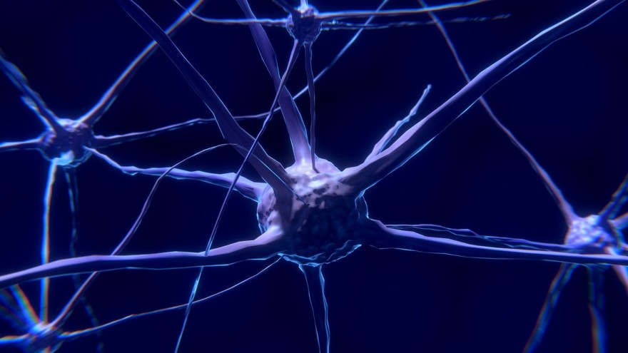 alimenti antiossidanti servono a proteggere l'organismo e i neuroni