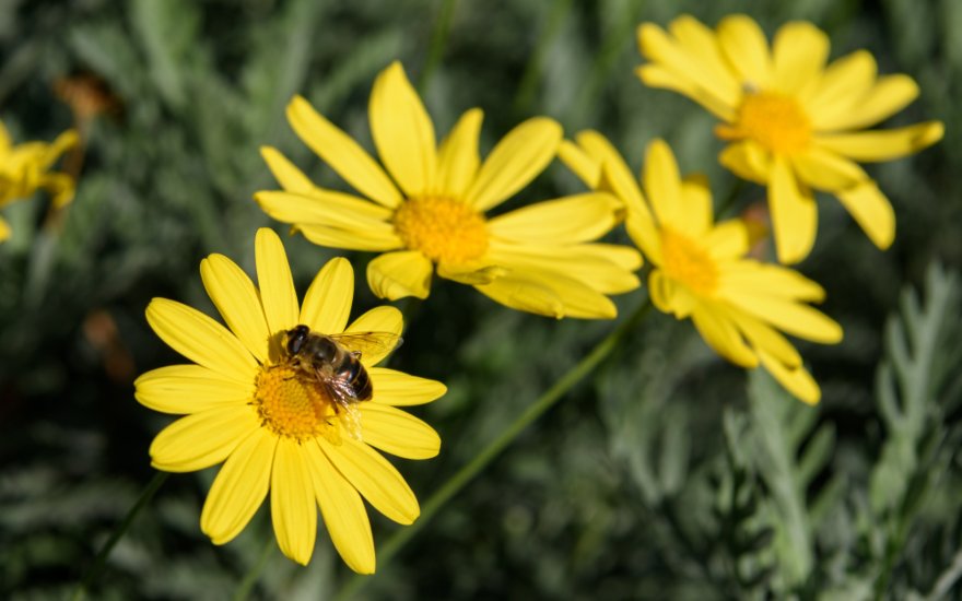 arnica pianta perenne