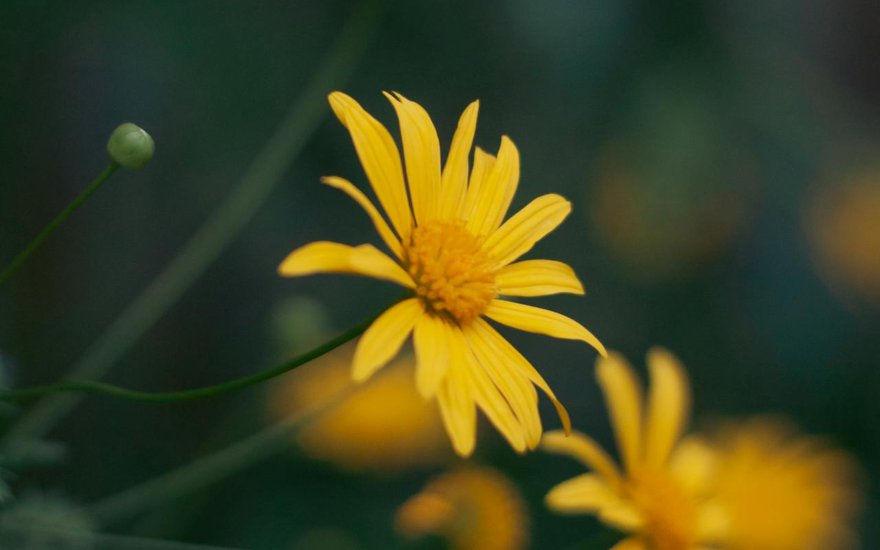 pianta di arnica