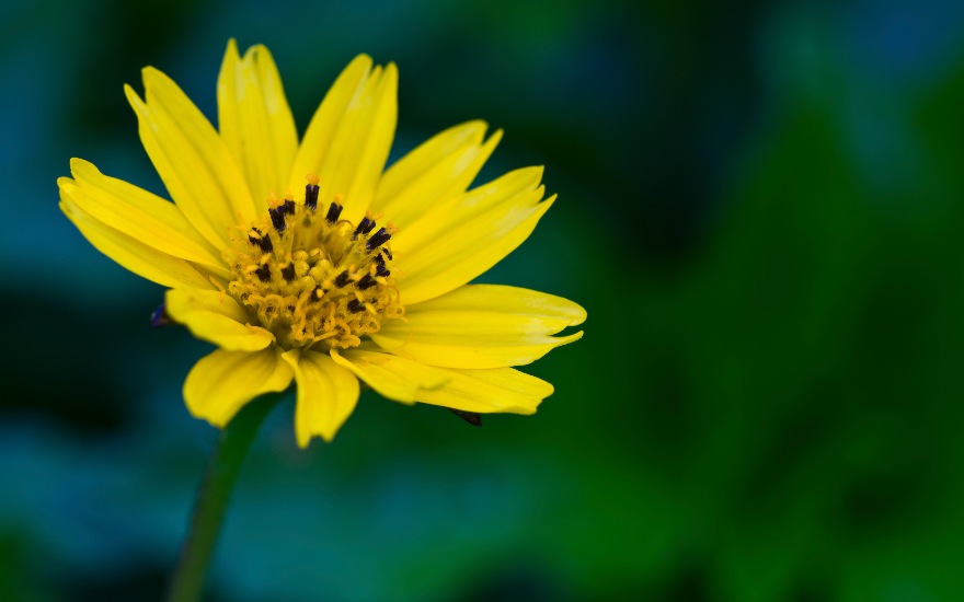 fiore di arnica benefici