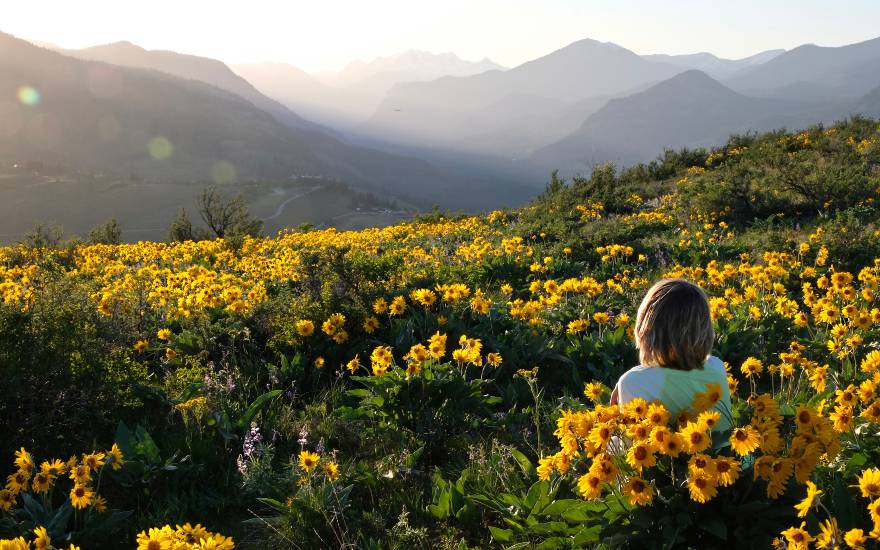 arnica field and pregnant women