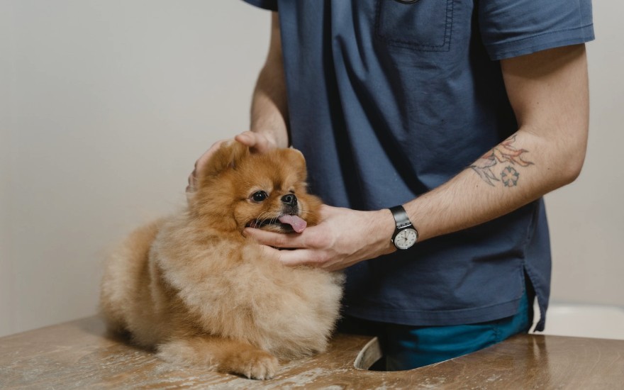 veterinario controlla naso asciutto del cane