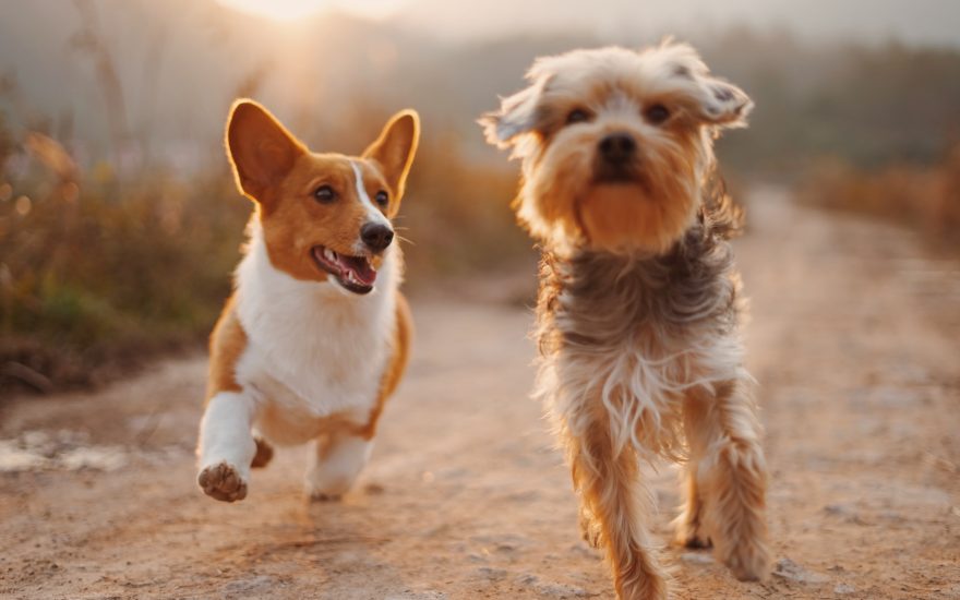 cani che fanno esercizio fisico per rinforzare le articolazioni