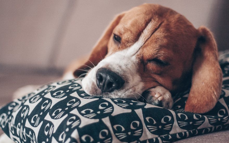 beagle razza cane predisposta a polpastrelli screpolati