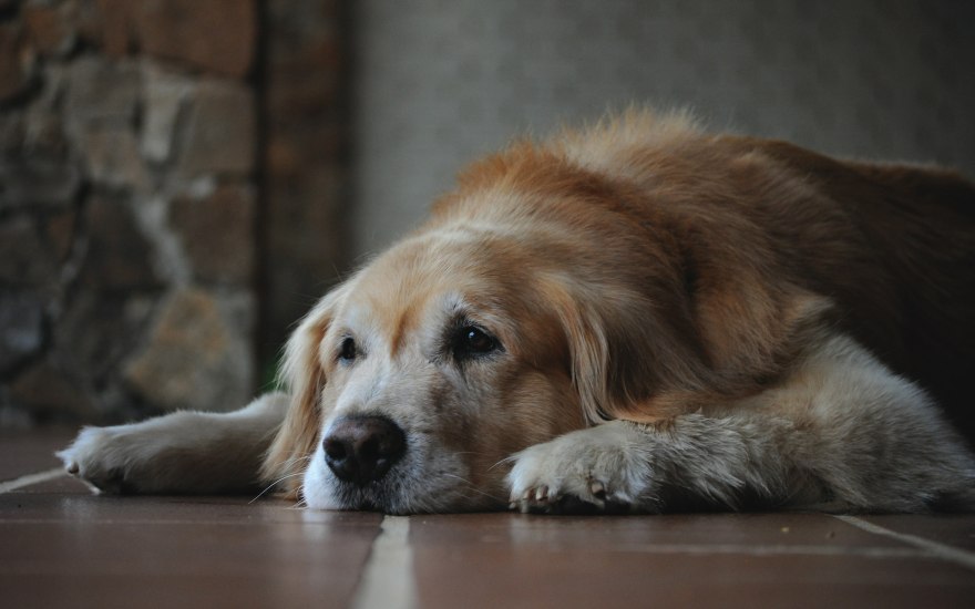 sintomi artrosi nel cane