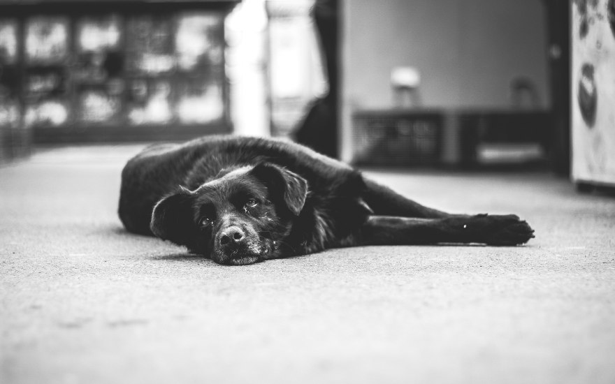 Artrosi del cane: sintomi, cause e rimedi
