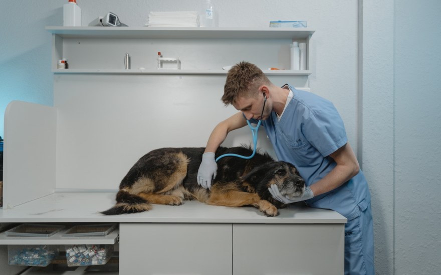 medico veterinario con cane con artrosi